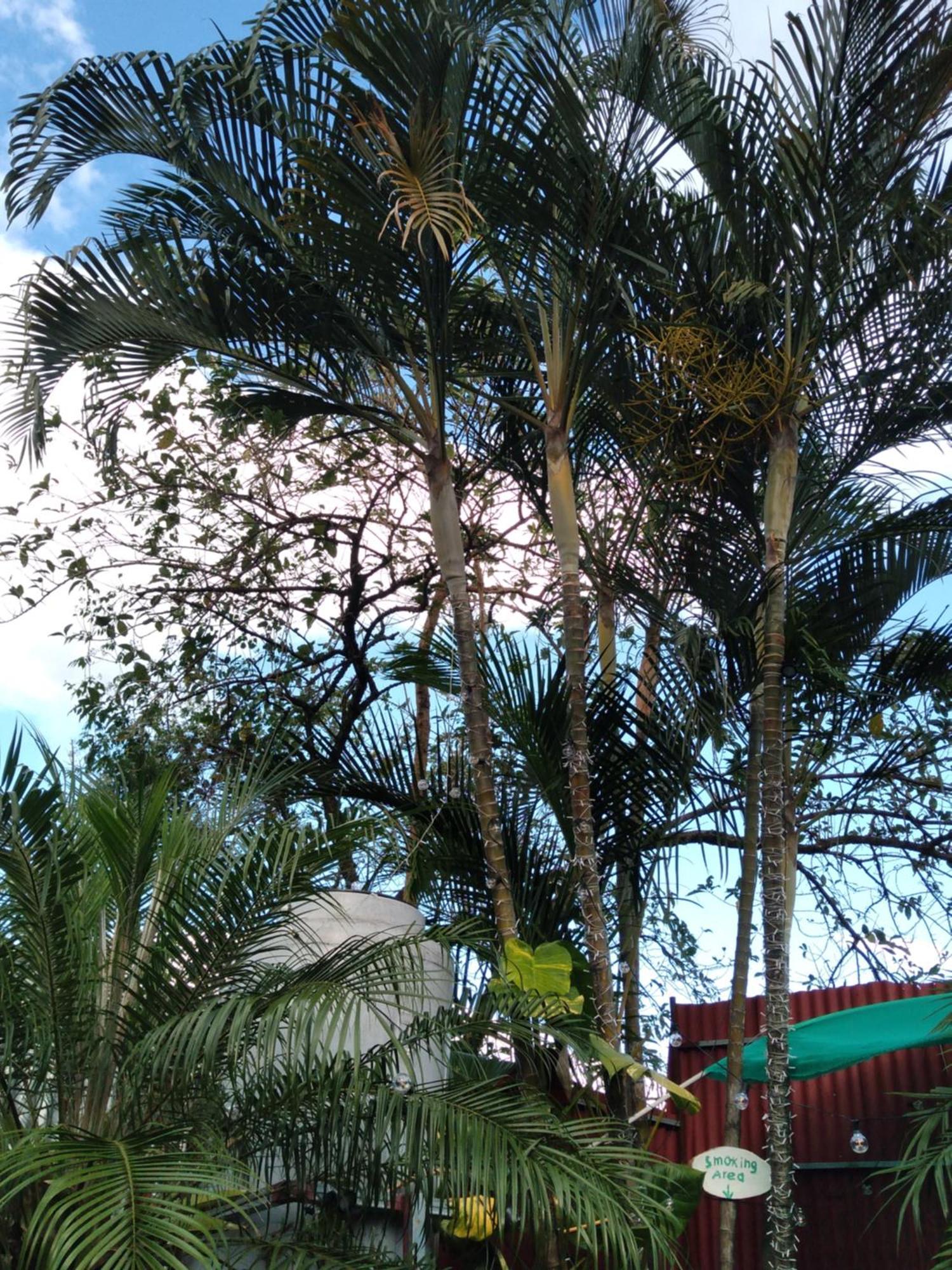 Alexander b&b Alajuela Exterior foto